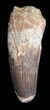 Robust, Spinosaurus Tooth - Large Tooth #40325-3